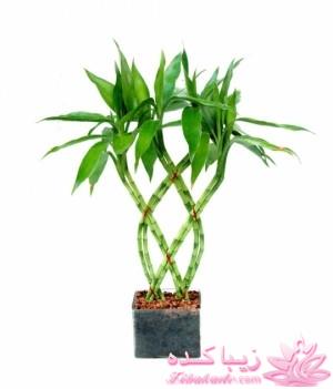 گیاهان آپارتمانی 